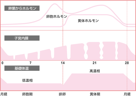 生理周期と基礎体温のグラフ